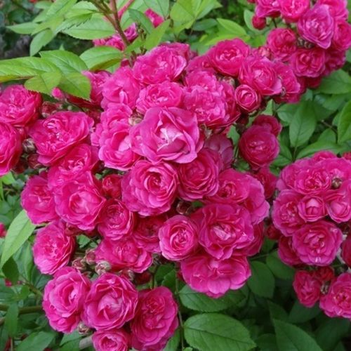 Rosa Dinky® - rosa - Árbol de Rosas Miniatura - rosal de pie alto- forma de corona tupida
